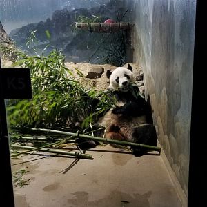 Smithsonian - Bei Bei