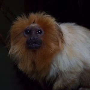 Golden lion tamarin at Shaldon
