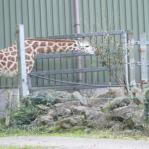 Rothschild's giraffe being slightly daring, October 2019