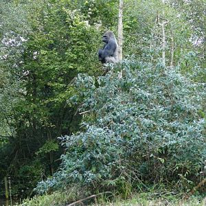 Lord of all he surveys. October 2019