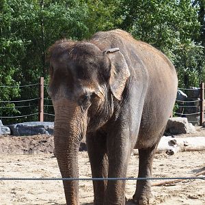 Asian elephant (Elephas maximus) Khaing Hnin Hnin, 2019-10-04