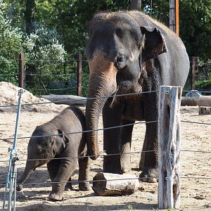 Asian elephants (Elephas maximus) Farina and Luna, 2019-10-04