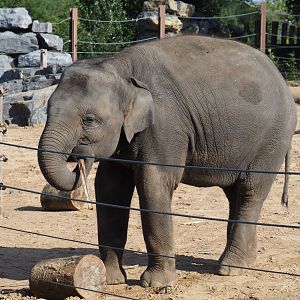 Juvenile Asian elephant (Elephas maximus), 2019-10-04