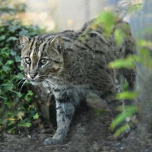 male fishing cat