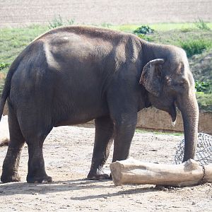 Asian elephant (Elephas maximus), 2019-10-04