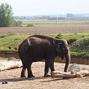 Asian elephant (Elephas maximus) and typical landscape surrounding Pairi Daiza, 2019-10-04