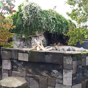 Indian crested porcupine exhibit, 2019-10-04