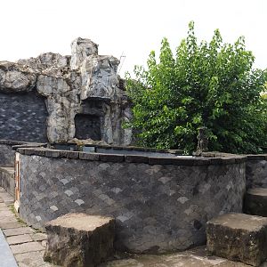 Tasmanian wombat exhibit, 2019-10-04