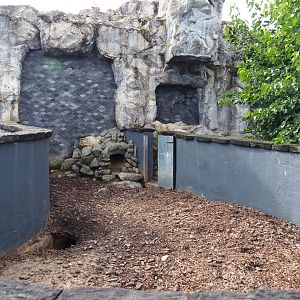 Tasmanian wombat exhibit, 2019-10-04