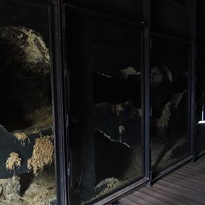 Tasmanian wombat indoor burrows, 2019-10-04