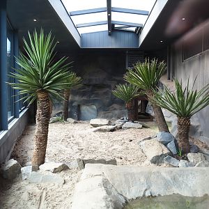 First Komodo dragon exhibit, 2019-10-04