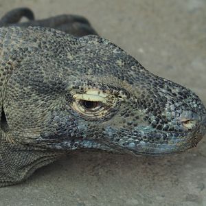 Komodo dragon (Varanus komodoensis), 2019-10-04