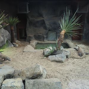 Second Komodo dragon exhibit, 2019-10-04