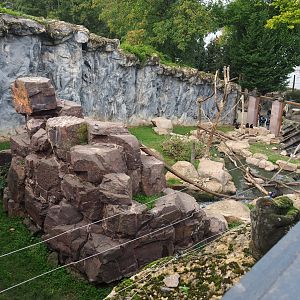 Sulawesi black macaque exhibit, 2019-10-04