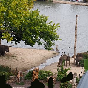 Asian elephant at the side of the lake, 2019-10-04
