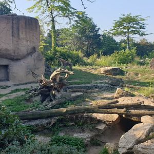 Spotted hyena enclosure