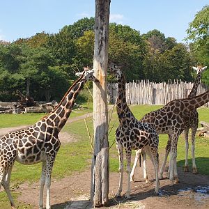 Rothschild's giraffe, Kiwara Savannah