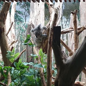 Queensland koala