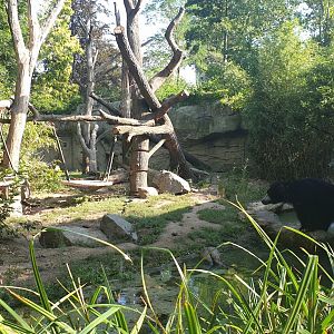 Indian sloth bear with Rhesus Macaques enclosure