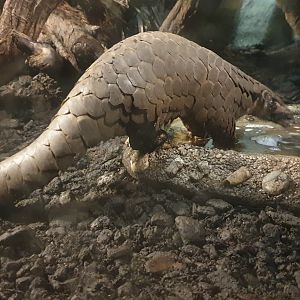 Chinese Pangolin