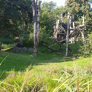 Western Lowland Gorilla  enclosure, Pongoland