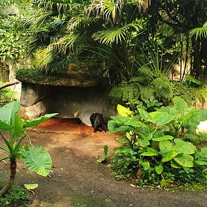 Malay Tapir, Gondwanaland