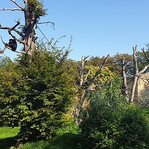 Western common chimpanzee enclosure, Pongoland
