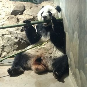 Bei Bei, 4, at NZP