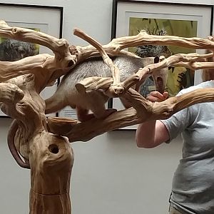 Tamandua, Sloth Day, 2019, Smithsonian National Zoo