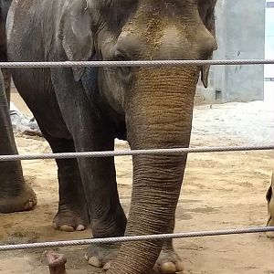 Ambika, 71, Smithsonian National Zoo