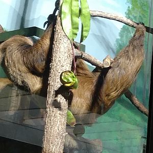 Sloth Vlad, 33, Sloth Day 2019, with golden lion Tamarin baby Carolina resting on his tummy, Smithsonian National Zoo