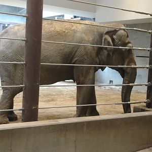 Shanthi, 44, Asian elephant, Smithsonian National Zoo, October 2019