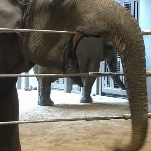 Shanthi, 44, Asian elephant, Smithsonian National Zoo