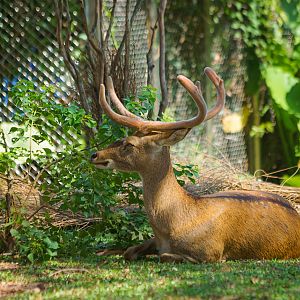 Hainan Eld's deer