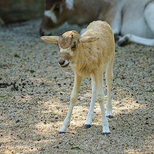 Addax