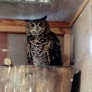 Ethiopian Eagle Owl 19th October 2019