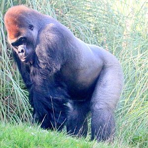 Gorilla "Kumbuka"; London Zoo, 22nd October 2019