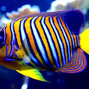 Regal angelfish; London Zoo; 22nd October 2019