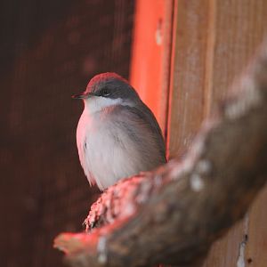 Garden warbler (Sylvia borin)
