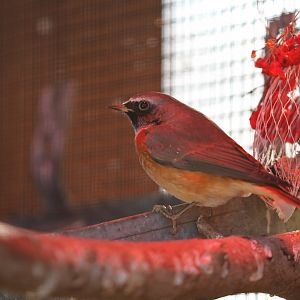 Common redstart (Phoenicurus phoenicurus)
