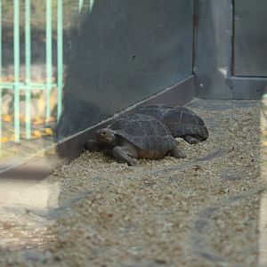 Florida gopher tortoise (Gopherus polyphemus)