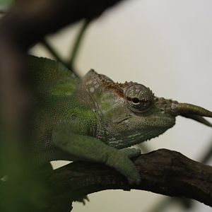 Cameroon sailfin chameleon (Trioceros montium)