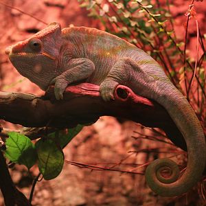 Parson's Chameleon (Calumma parsonii)
