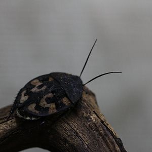 Question Mark Cockroach (Therea grandjeani)