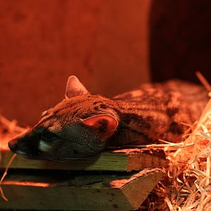 Rusty-spotted genet (Genetta maculata)