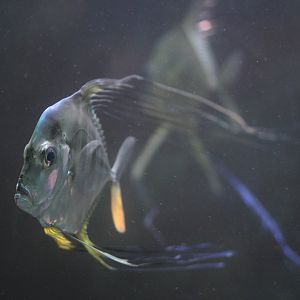 Juvenile threadfish (Alectis sp.)