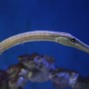 Trumpetfish (guessing Aulostomus chinensis)