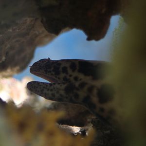 Tiger snake moray eel (Scuticaria tigrina)