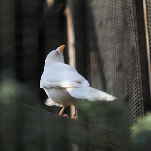 Albino magpie (Pica pica)