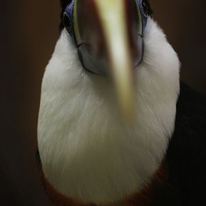 White-throated toucan  (Ramphastos tucanus)